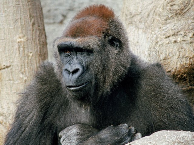 Обои взгляд, обезьяна, горилла, примат, look, monkey, gorilla, the primacy of разрешение 2560x1600 Загрузить