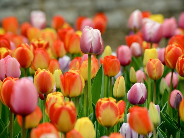 Обои цветы, разноцветные, весна, тюльпаны, много, flowers, colorful, spring, tulips, a lot разрешение 1920x1200 Загрузить