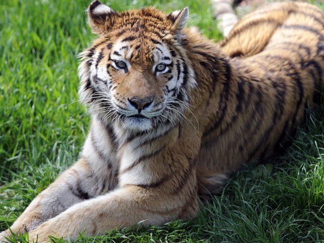 Обои тигр, трава, взгляд, лежит, хищник, tiger, grass, look, lies, predator разрешение 2345x1829 Загрузить