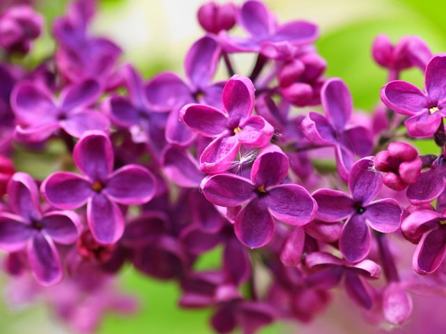 Обои цветы, природа, макро, лепестки, весна, сирень, flowers, nature, macro, petals, spring, lilac разрешение 2560x1600 Загрузить