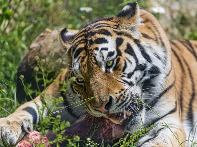 Обои тигр, трава, лето, клыки, хищник, большая кошка, мясо, амурский тигр, tiger, grass, summer, fangs, predator, big cat, meat, the amur tiger разрешение 2880x1800 Загрузить