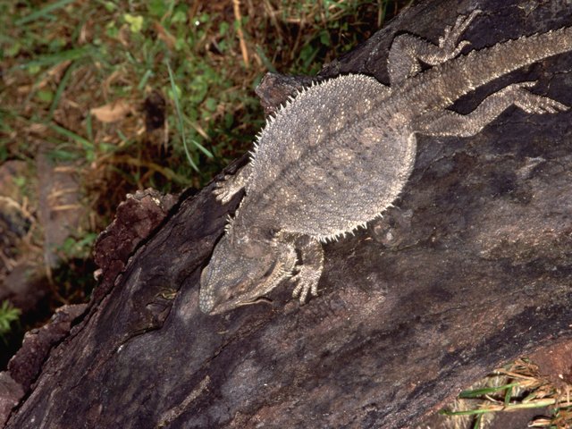 Обои природа, ящерица, бородатая агама, бородатый дракон, nature, lizard, bearded agama, bearded dragon разрешение 2560x1600 Загрузить