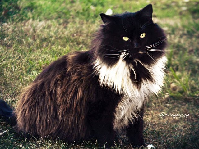 Обои трава, кот, кошка, взгляд, пушистый, чёрно-белый, grass, cat, look, fluffy, black and white разрешение 2880x1800 Загрузить