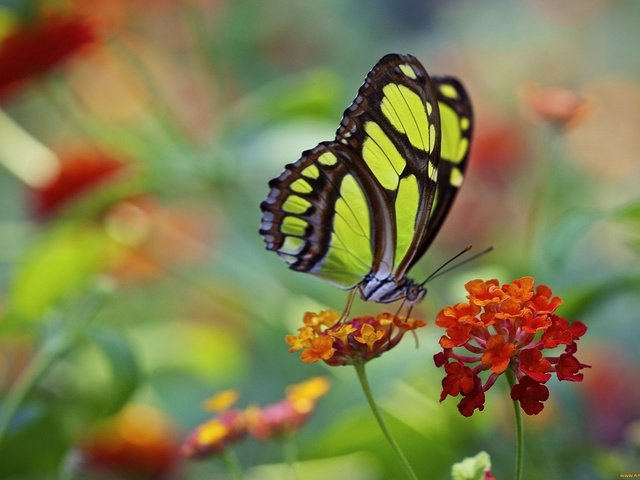 Обои макро, цветок, бабочка, крылья, насекомые, macro, flower, butterfly, wings, insects разрешение 2034x1386 Загрузить