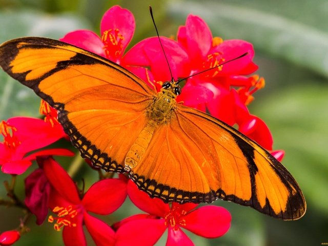 Обои цветы, макро, бабочка, крылья, насекомые, flowers, macro, butterfly, wings, insects разрешение 2048x1365 Загрузить