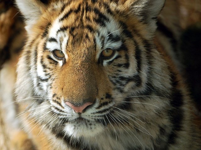 Обои тигр, морда, взгляд, хищник, тигренок, дикая кошка, детеныш, tiger, face, look, predator, wild cat, cub разрешение 2048x1612 Загрузить