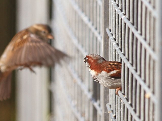 Обои крылья, птицы, решетка, воробьи, wings, birds, grille, sparrows разрешение 2105x1223 Загрузить