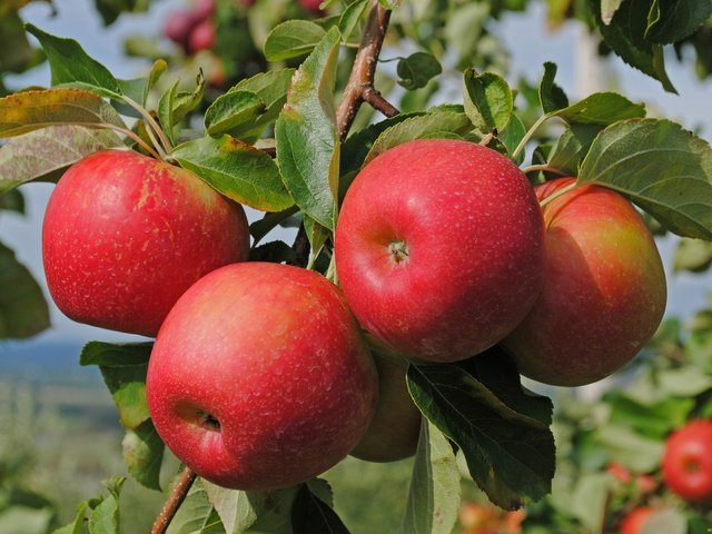 Обои ветка, природа, листья, фрукты, яблоки, branch, nature, leaves, fruit, apples разрешение 2500x1673 Загрузить