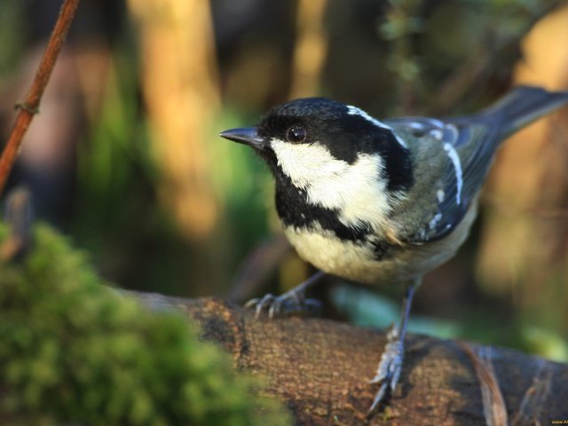 Обои природа, птица, клюв, птичка, синица, синичка, nature, bird, beak, tit, titmouse разрешение 2100x1432 Загрузить