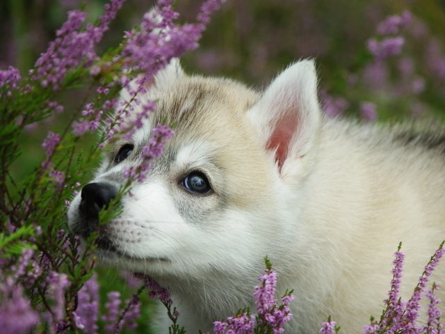 Обои цветы, собака, щенок, хаски, хаски морда, haski, flowers, dog, puppy, husky, husky muzzle разрешение 2560x1600 Загрузить