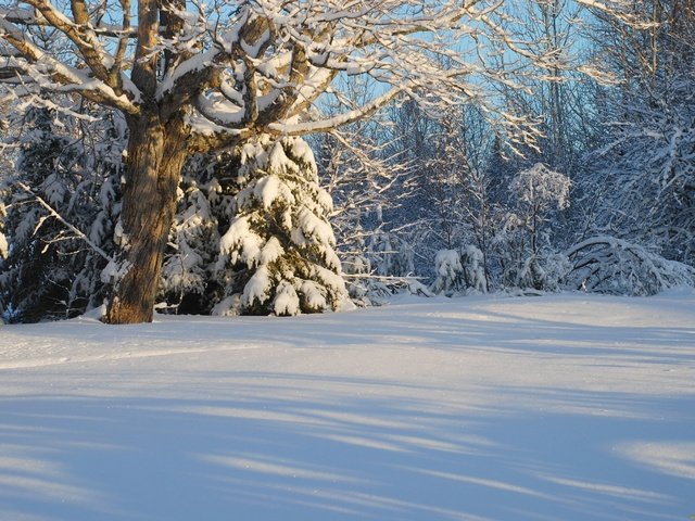 Обои деревья, снег, лес, зима, канада, trees, snow, forest, winter, canada разрешение 2560x1719 Загрузить