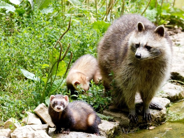 Обои природа, животные, еноты, енот, детеныши, енот-полоскун, nature, animals, raccoons, raccoon, cubs разрешение 2048x1365 Загрузить