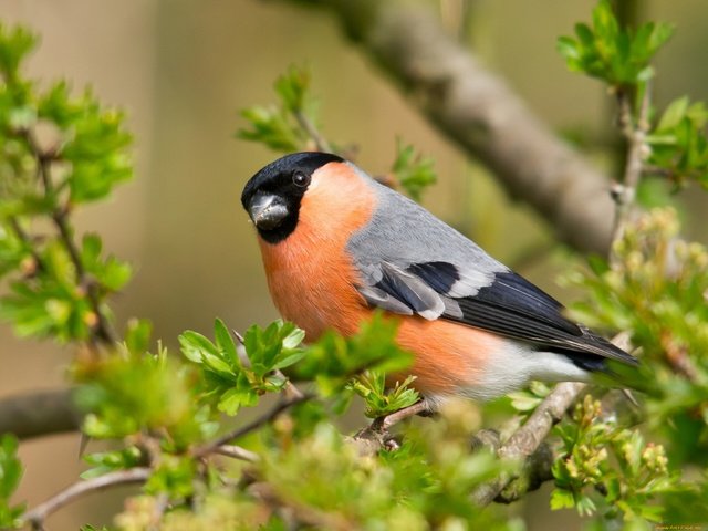 Обои листья, ветки, птица, клюв, снегирь, leaves, branches, bird, beak, bullfinch разрешение 2048x1538 Загрузить