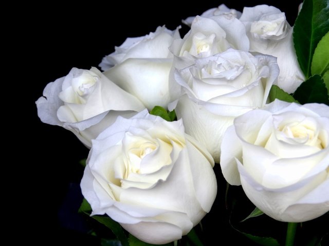Обои цветы, розы, черный фон, букет, белые, flowers, roses, black background, bouquet, white разрешение 2600x1670 Загрузить