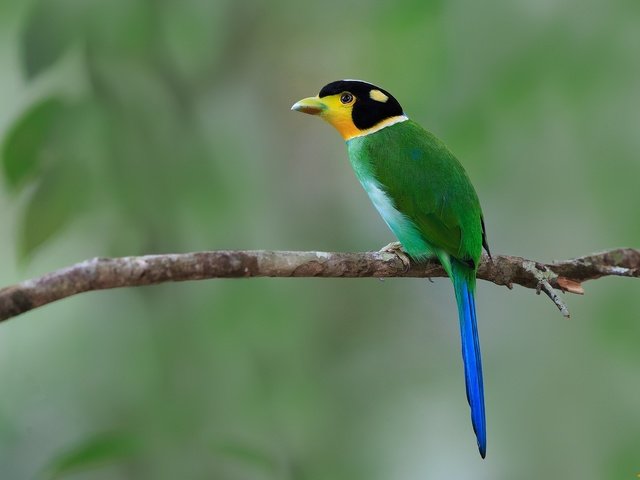 Обои ветка, фон, птица, длиннохвостый ширококлюв, branch, background, bird, long-tailed sirococcus разрешение 2048x1323 Загрузить