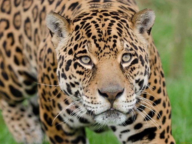 Обои морда, взгляд, хищник, ягуар, дикая кошка, face, look, predator, jaguar, wild cat разрешение 2560x1920 Загрузить