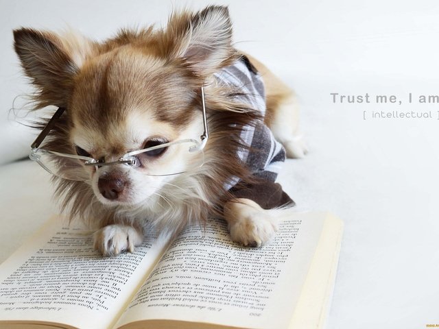 Обои очки, собака, щенок, книга, чихуахуа, glasses, dog, puppy, book, chihuahua разрешение 2048x1395 Загрузить