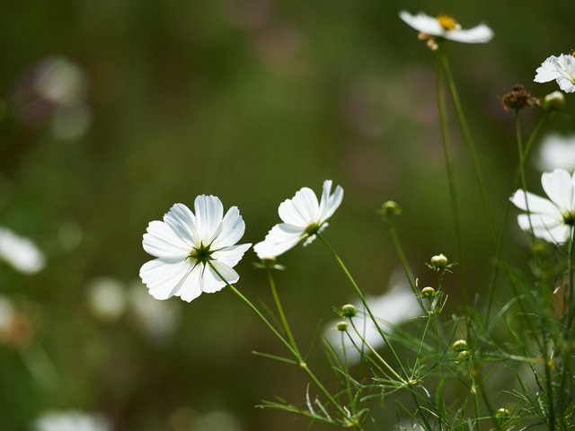 Обои цветы, зелень, поле, белая, космея, flowers, greens, field, white, kosmeya разрешение 1920x1200 Загрузить