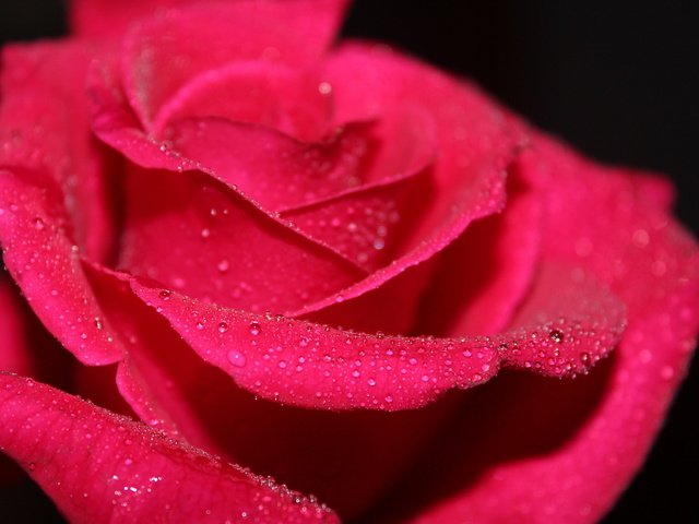 Обои вода, макро, цветок, роса, капли, роза, красная, water, macro, flower, rosa, drops, rose, red разрешение 2560x1600 Загрузить