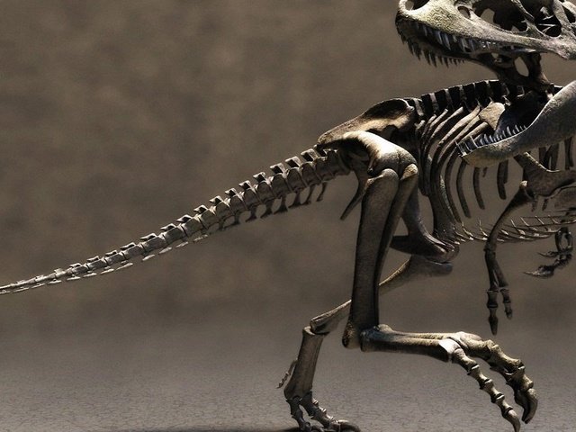 Обои скелет динозавра, dinosaur skeleton разрешение 2560x1440 Загрузить