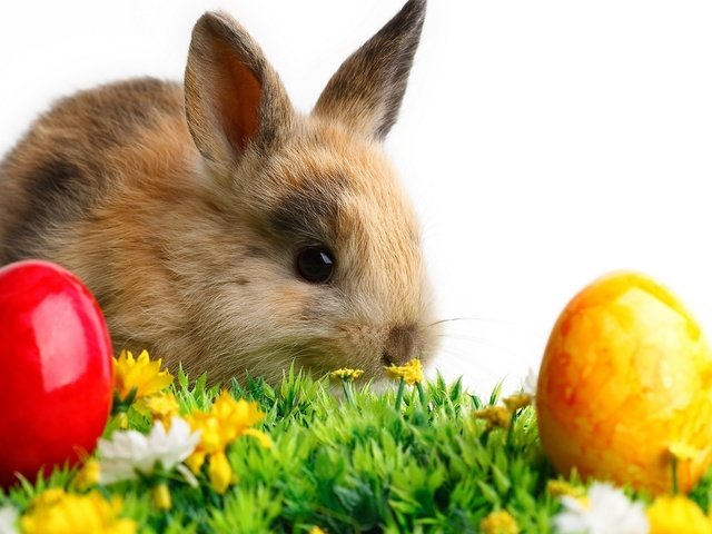 Обои кролик и пасхальные яйца, rabbit and easter eggs разрешение 2560x1440 Загрузить