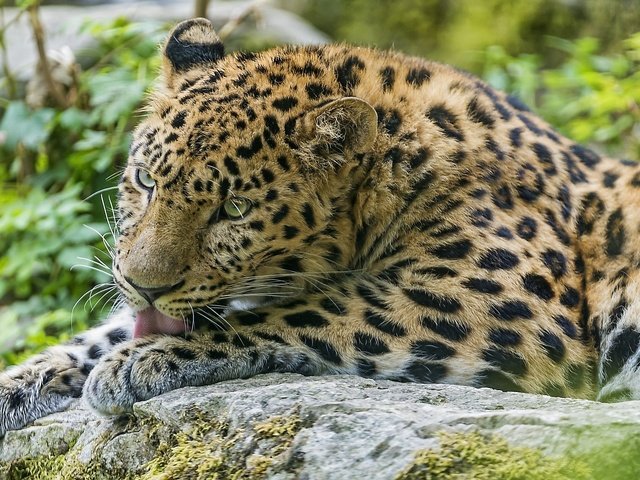 Обои леопард лижет лапу, leopard licking his paw разрешение 1920x1080 Загрузить