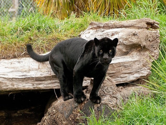 Обои кошка, пантера, черный ягуар, пантера на камне, cat, panther, black jaguar, panther on the rock разрешение 1920x1080 Загрузить