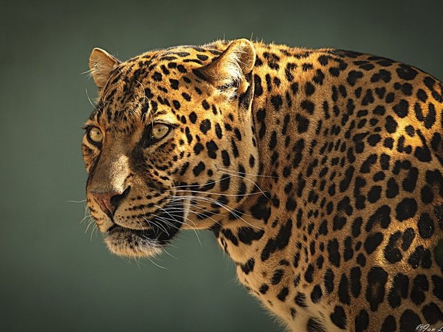 Обои морда, взгляд, леопард, стойка, face, look, leopard, stand разрешение 1920x1200 Загрузить