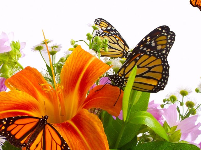 Обои цветы, крылья, насекомые, лилия, букет, бабочки, оранжевая, flowers, wings, insects, lily, bouquet, butterfly, orange разрешение 1920x1080 Загрузить