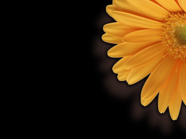 Обои рабочий стол, гербера, крупно, desk, gerbera, large разрешение 2560x1600 Загрузить