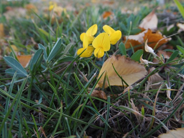 Обои цветы, трава, листья, сухие веточки, лядвенец, flowers, grass, leaves, dry twigs разрешение 2560x1600 Загрузить