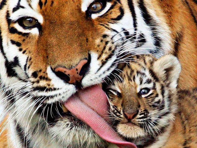 Обои тигр, любовь, кошки, тигренок, хищники, позитив, материнская, tiger, love, cats, predators, positive, maternal разрешение 1920x1080 Загрузить