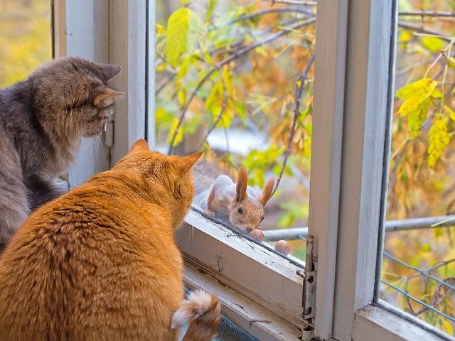 Обои осень, коты, окно, кошки, белка, autumn, cats, window, protein разрешение 1920x1200 Загрузить