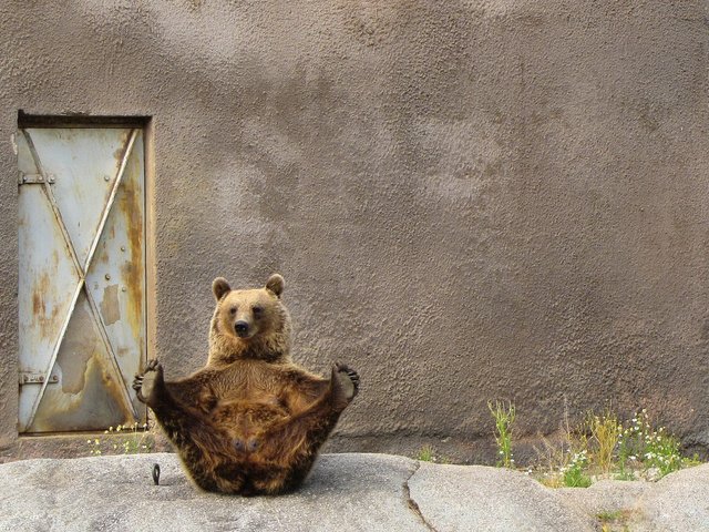 Обои фон, поза, лапы, стена, медведь, дверь, background, pose, paws, wall, bear, the door разрешение 1920x1200 Загрузить