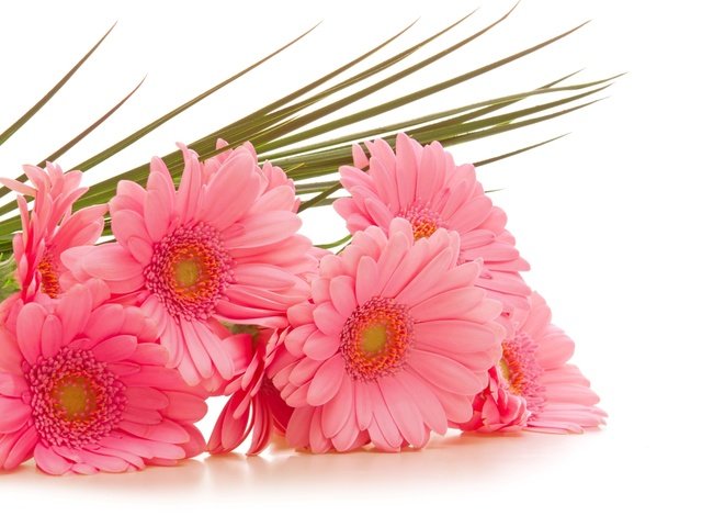 Обои цветы, розовые, белый фон, герберы, гербера, flowers, pink, white background, gerbera разрешение 2560x1600 Загрузить