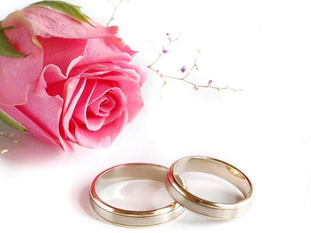 Обои роза, кольца, свадьба, rose, ring, wedding разрешение 1920x1200 Загрузить