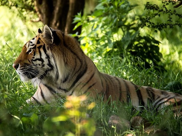 Обои тигр, морда, трава, лес, хищник, tiger, face, grass, forest, predator разрешение 1920x1200 Загрузить