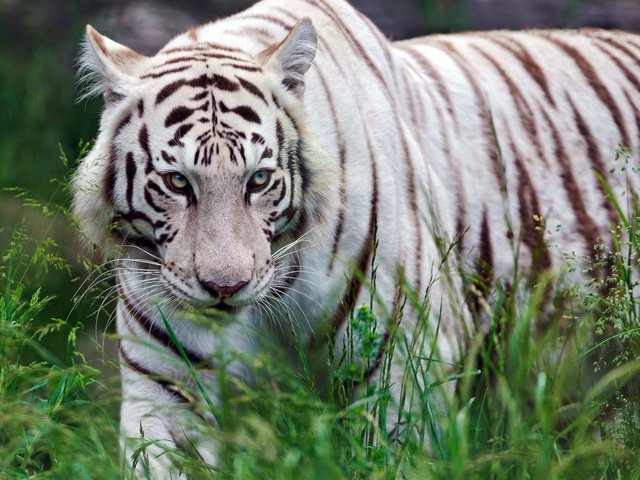Обои трава, хищник, белый тигр, grass, predator, white tiger разрешение 2560x1600 Загрузить