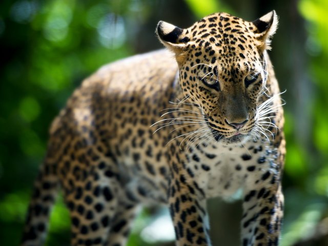 Обои леопард, зверь, лучи света, сингапур, зоо, leopard, beast, rays of light, singapore, zoo разрешение 2560x1600 Загрузить