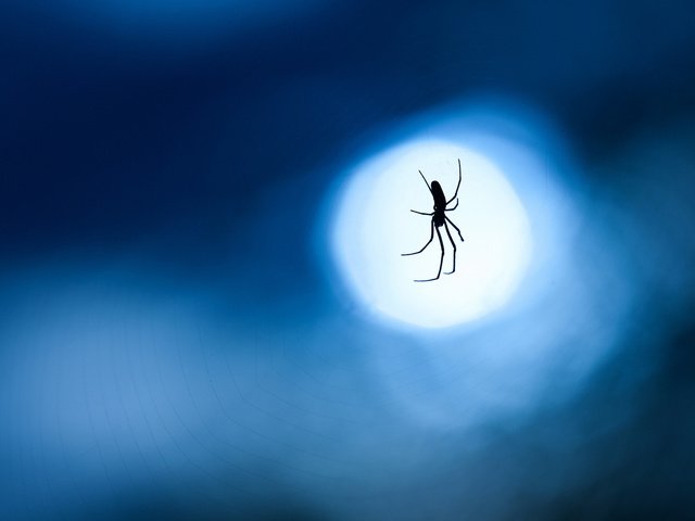 Обои ночь, макро, фон, синий, луна, паук, паутина, night, macro, background, blue, the moon, spider, web разрешение 1920x1200 Загрузить