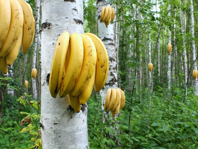 Обои березы, бананы, растут, роща., birch, bananas, grow, grove. разрешение 2048x1365 Загрузить