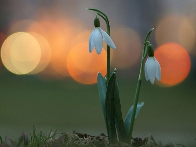 Обои цветы, огни, весна, подснежники, flowers, lights, spring, snowdrops разрешение 1920x1200 Загрузить