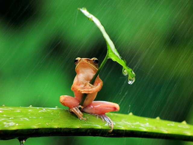 Обои фон, листок, лягушка, дождь, background, leaf, frog, rain разрешение 1920x1250 Загрузить