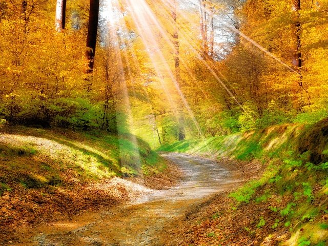 Обои деревья, природа, листья, осень, тропинка, солнечные лучи, trees, nature, leaves, autumn, path, the sun's rays разрешение 1920x1080 Загрузить
