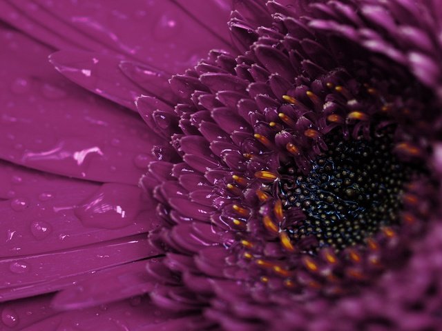 Обои макро, цветок, роса, капли, гербера, macro, flower, rosa, drops, gerbera разрешение 1920x1200 Загрузить