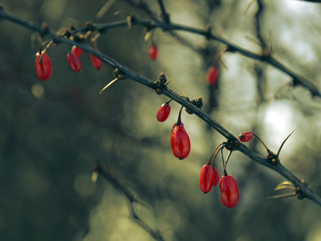 Обои ветки, ягоды, плоды, кизил, branches, berries, fruit, dogwood разрешение 2048x1365 Загрузить