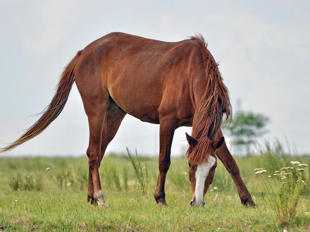 Обои лошадь, природа, поле, конь, horse, nature, field разрешение 1920x1200 Загрузить