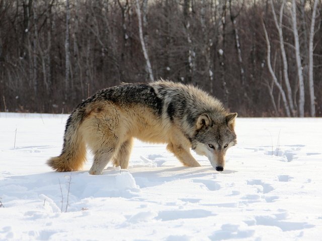 Обои снег, природа, лес, зима, волк, snow, nature, forest, winter, wolf разрешение 1920x1200 Загрузить