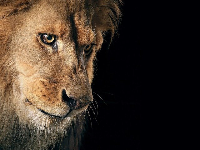 Обои взгляд, хищник, черный фон, царь, лев, зверь, грива, look, predator, black background, king, leo, beast, mane разрешение 2400x1200 Загрузить