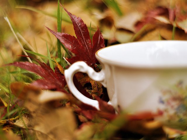 Обои трава, листья, кружка, чашка, белая, grass, leaves, mug, cup, white разрешение 2000x1328 Загрузить